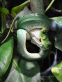 /album/zoo/a-kuzdelem-vege-jpg/